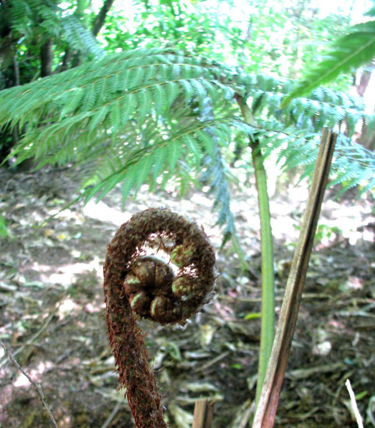 NZ_Silver_Fern