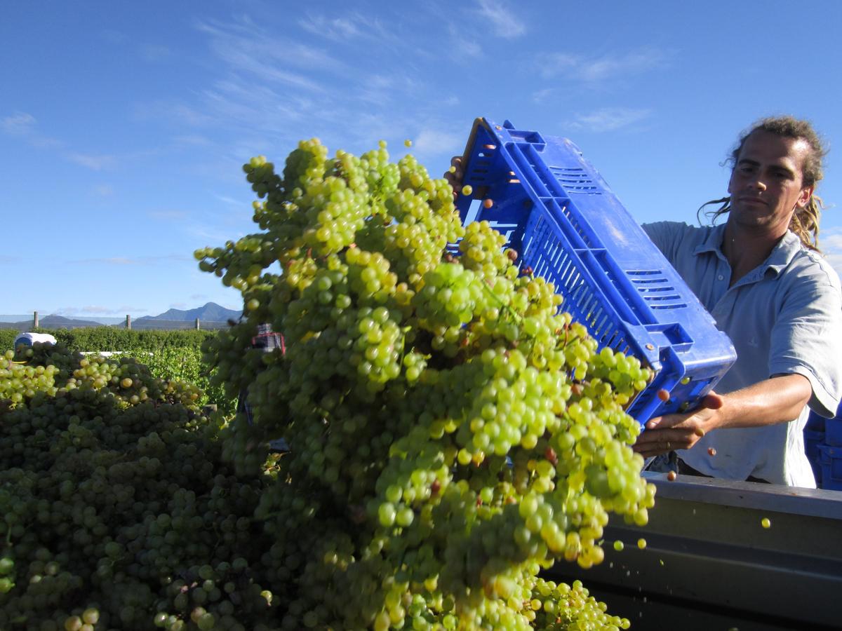 Vineyard_Manager_Fabiano_Frangi