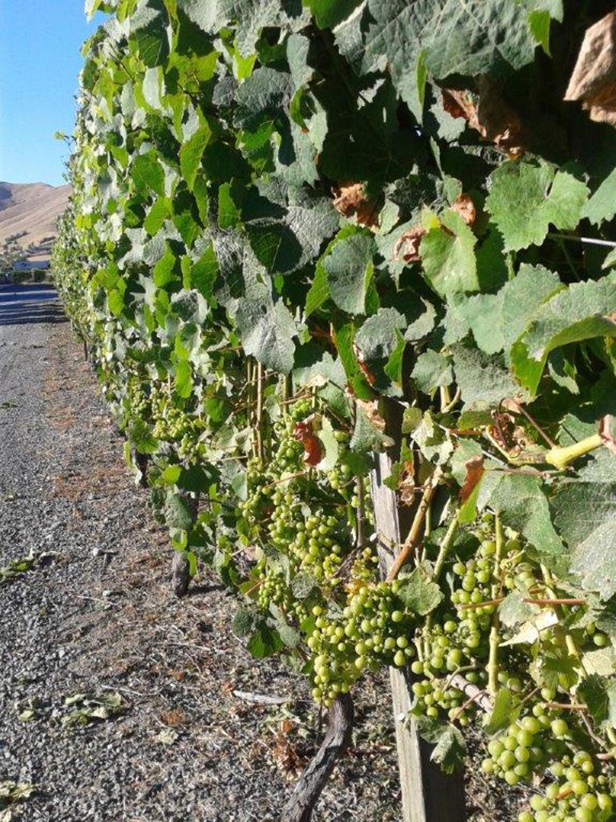 Grapes 2 Gew Pre Vintage 2015