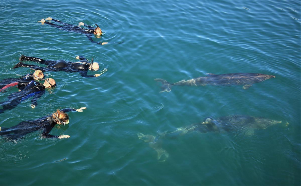 Swimming_with_Endangered_Bottle_Nose_Dolphins_in_Queen_Charlotte_Sound_2023_