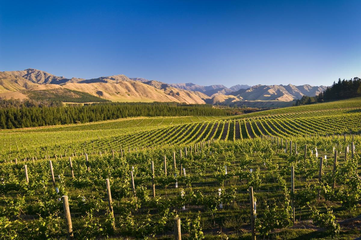 Churton_vinyard-6609