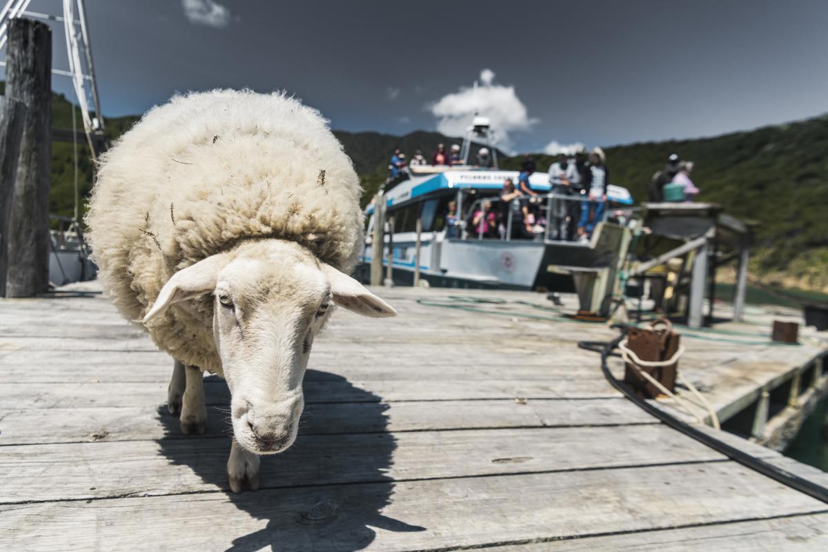 PMB_Sheep_looking_at_camera_Jetty_Animal_2020_MH