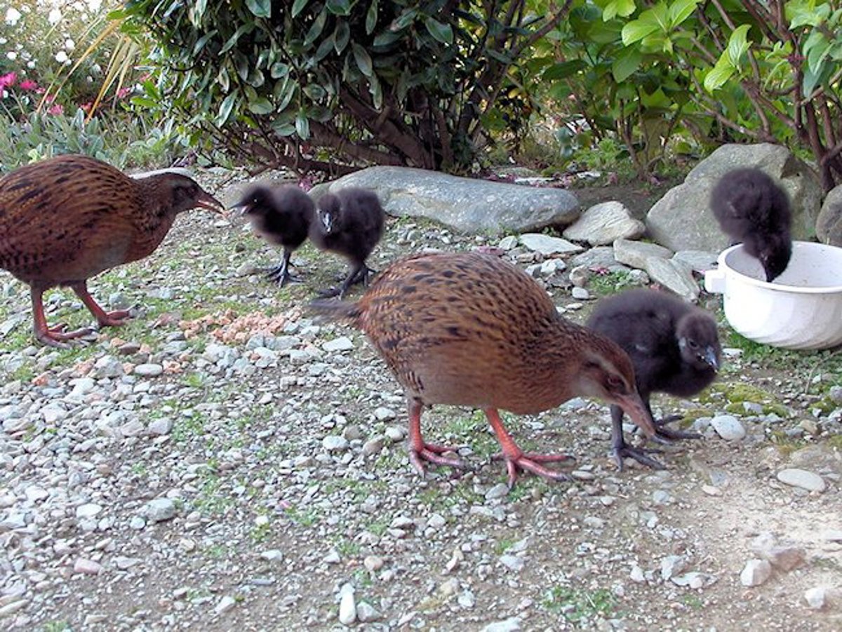 weka (1)