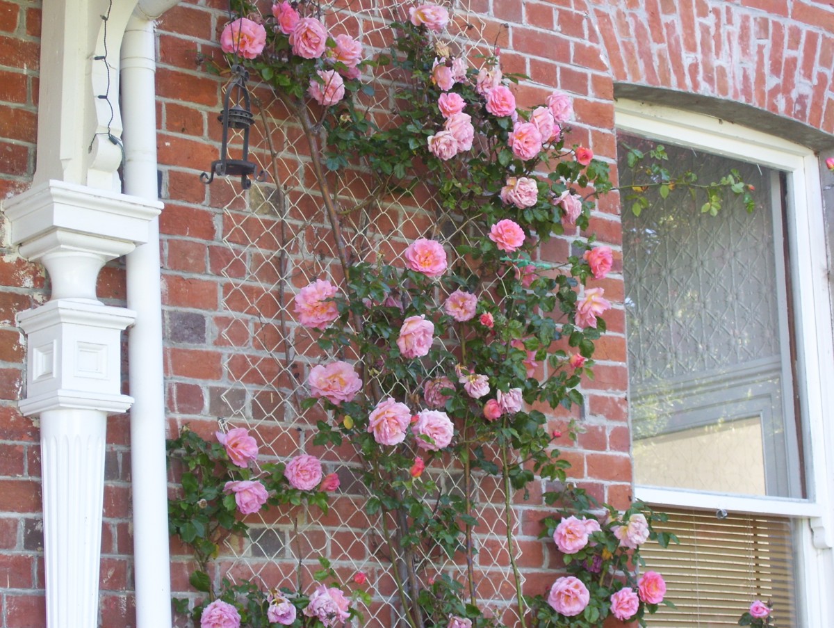 rosewall1