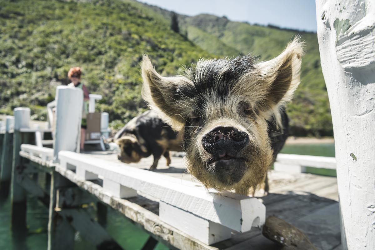 PMB_Animals_Pigs_on_Jetty_2020_MH