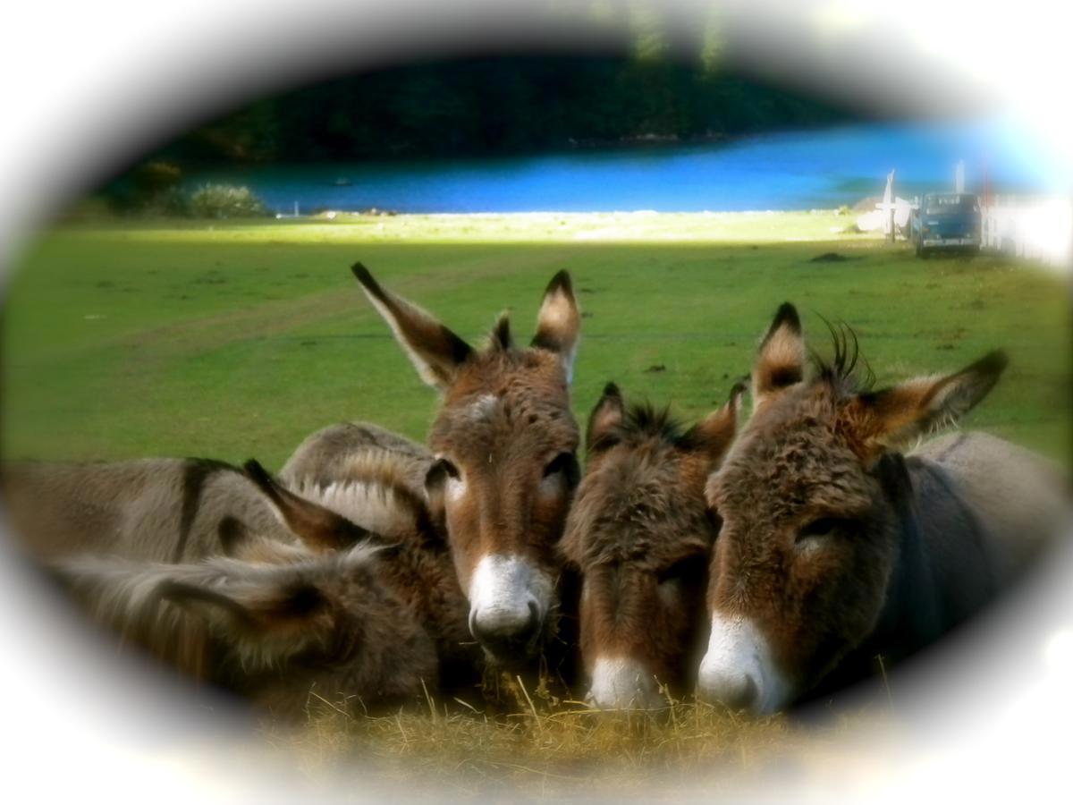 Donkeys