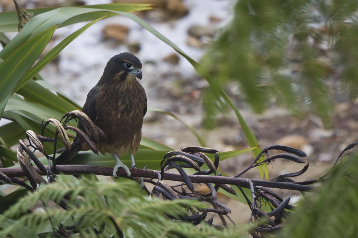 juvenile_nz_falcon.2