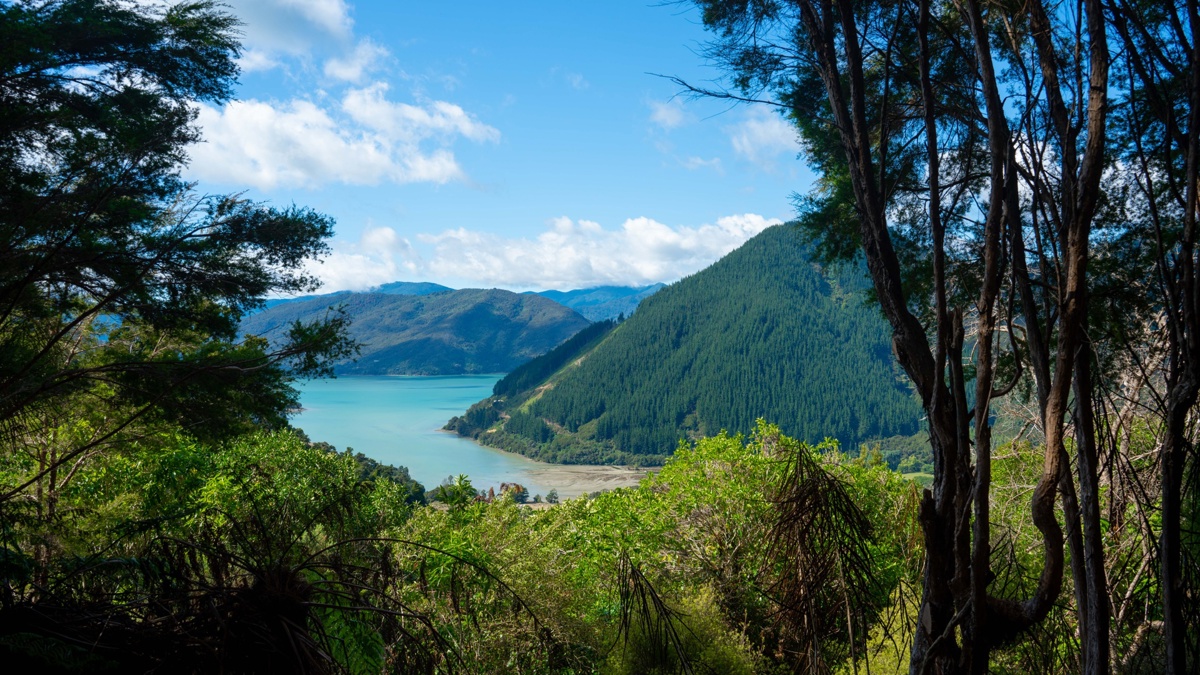 Walk Pelorus Nydia Track 5