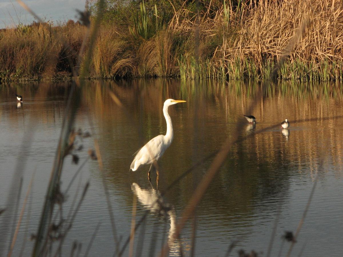 white_heron