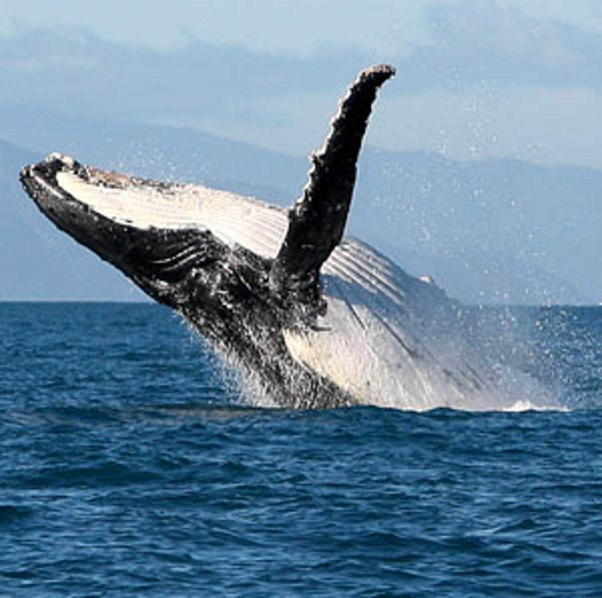 Humpback_breaching