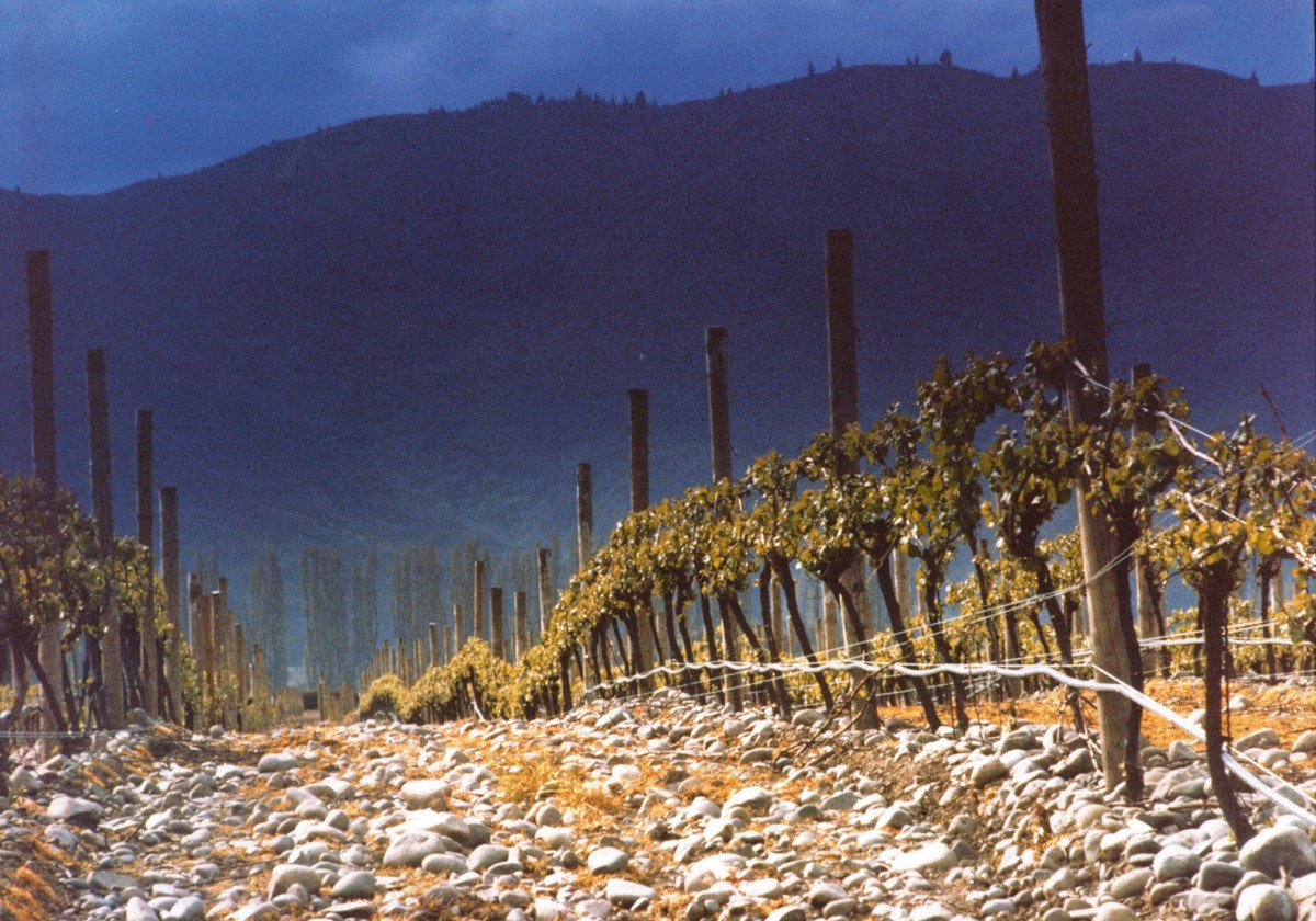 Sauv_vineyard_1