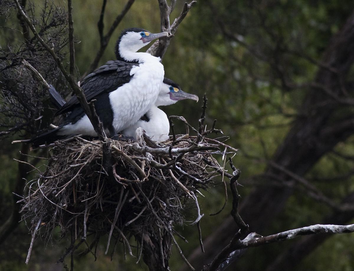 Cormorants_shags