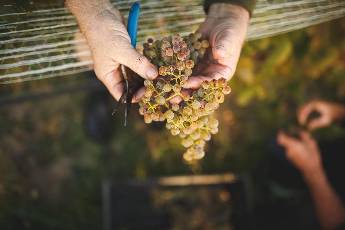 Churton_Vineyard_hand_harvesting_Petit_Manseng