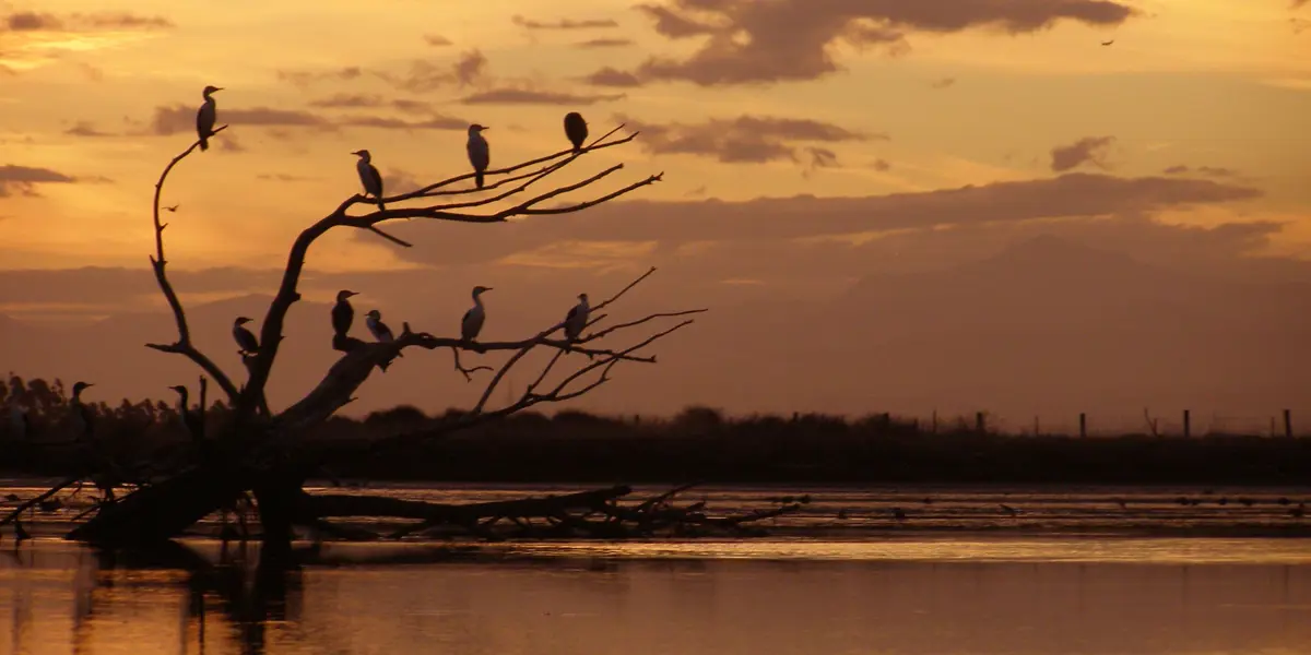 DM S F Wairau Lagoon Sunset