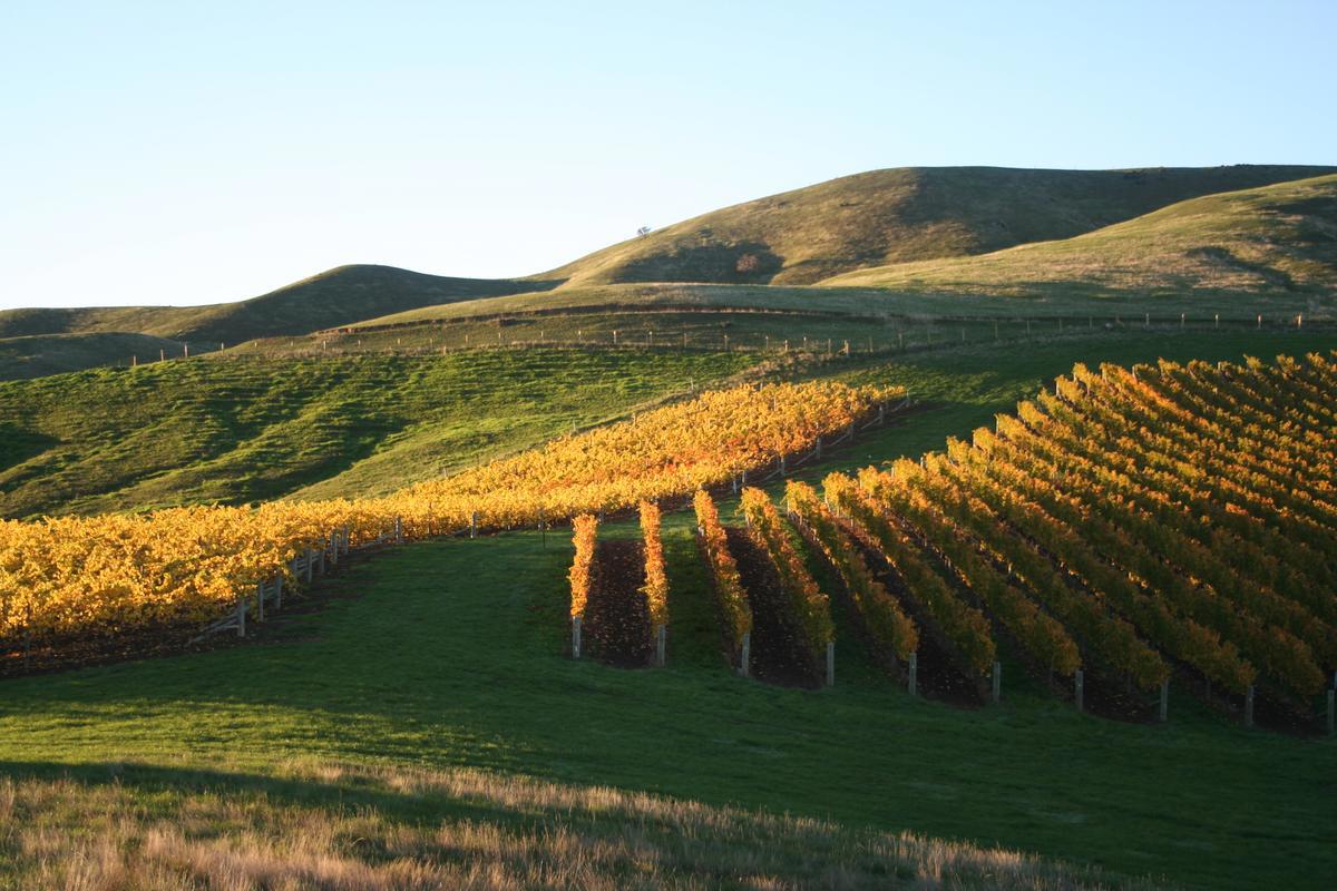 Auntsfield_Vineyard_-_Tikis_Corner